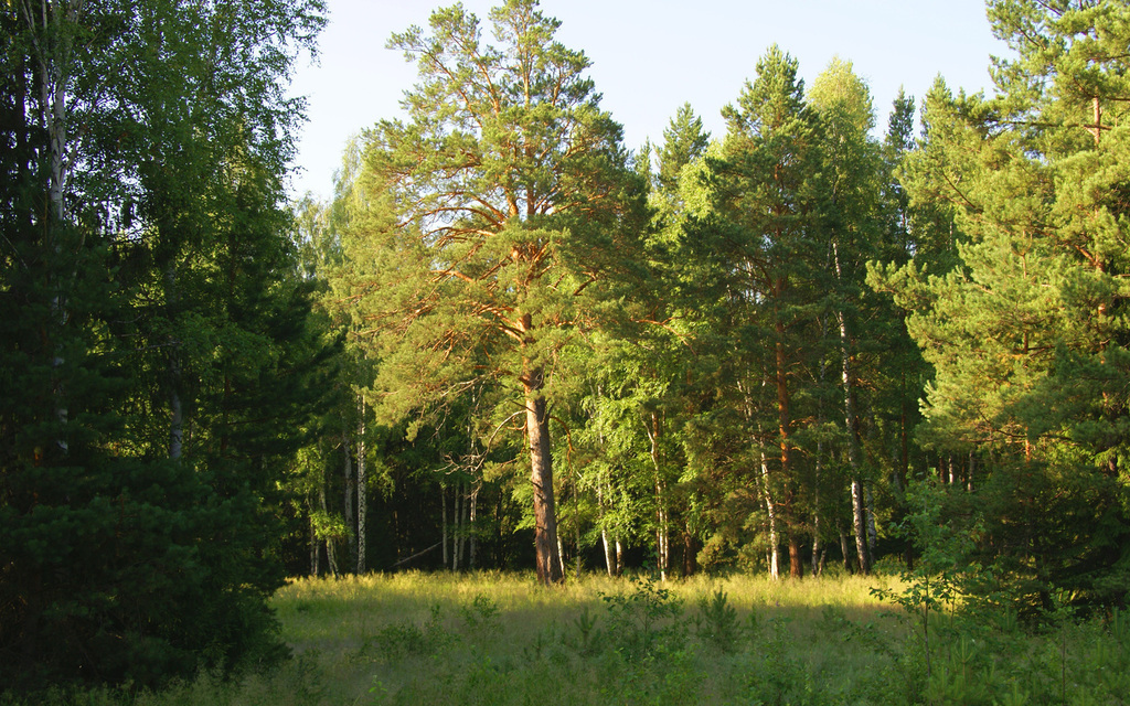 Сосенки в Нижнем Новгороде лес