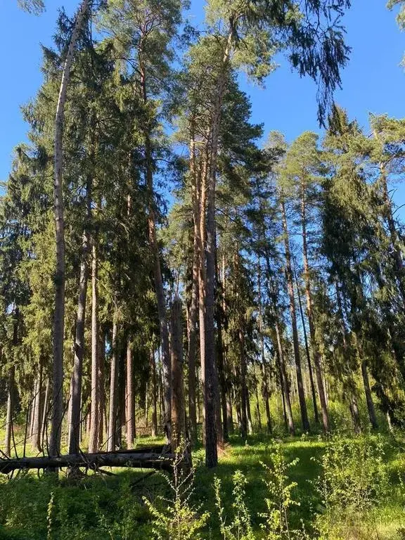 Большой сосновый участок с коробкой на Николиной горе - Фото 3