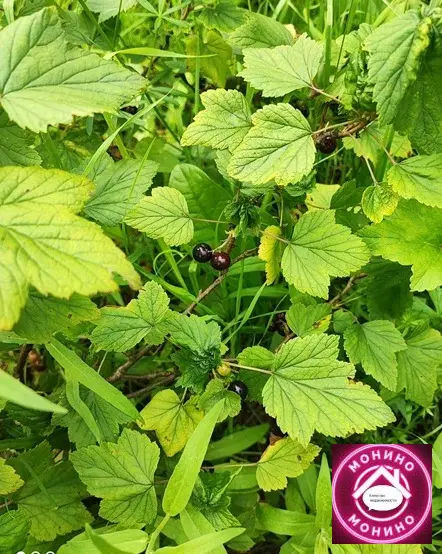 Продам дачу. - Фото 11