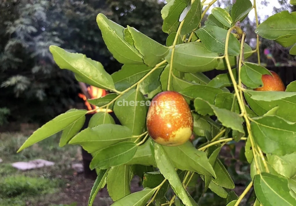 Продажа участка, Севастополь, территория СТ Сосновый Бор - Фото 4