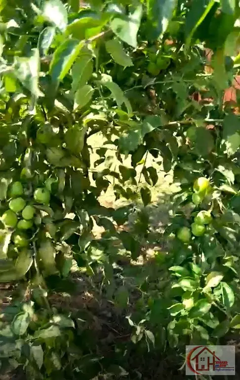 Участок-6 сот. пос. Знаменский, г. Краснодар - Фото 21