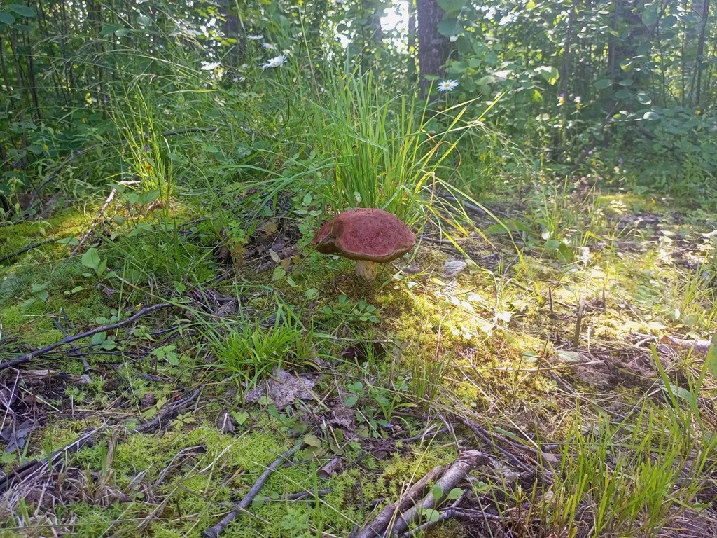 Продается земельный участок 23 сот. - Фото 15