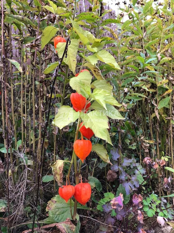 Продажа участка, Рузский район, СНТ Анюта - Фото 12