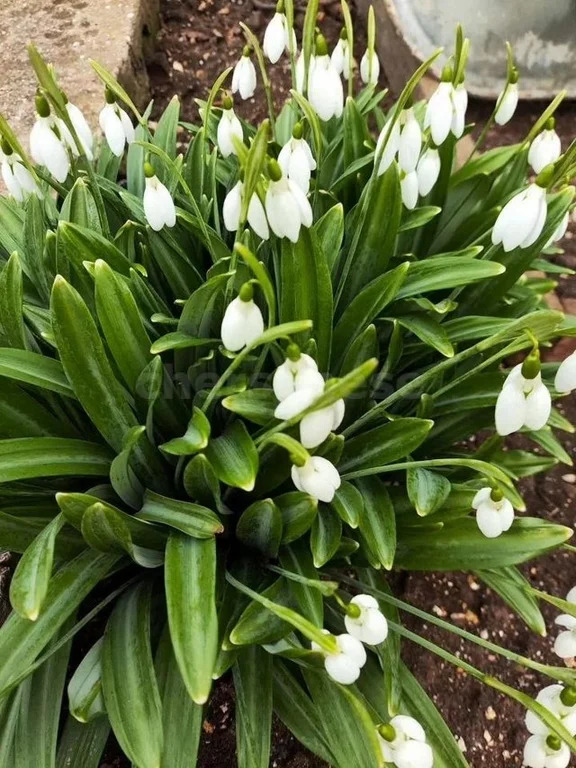 Продажа участка, Севастополь, территория СТ Сапун-гора - Фото 11