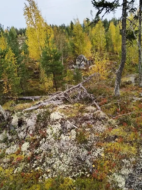 Дача в с/т "Прогресс", республика Карелия. - Фото 37