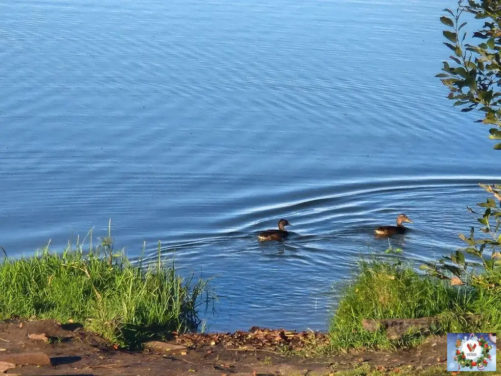 14 соток в деревне Бабурино  рядом озеро - Фото 8