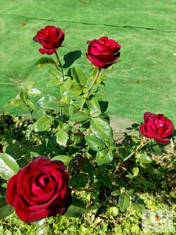 Продажа дома, Казань, тер. СНТ КГУ НПП им В.И.Ленина Лагерная - Фото 20