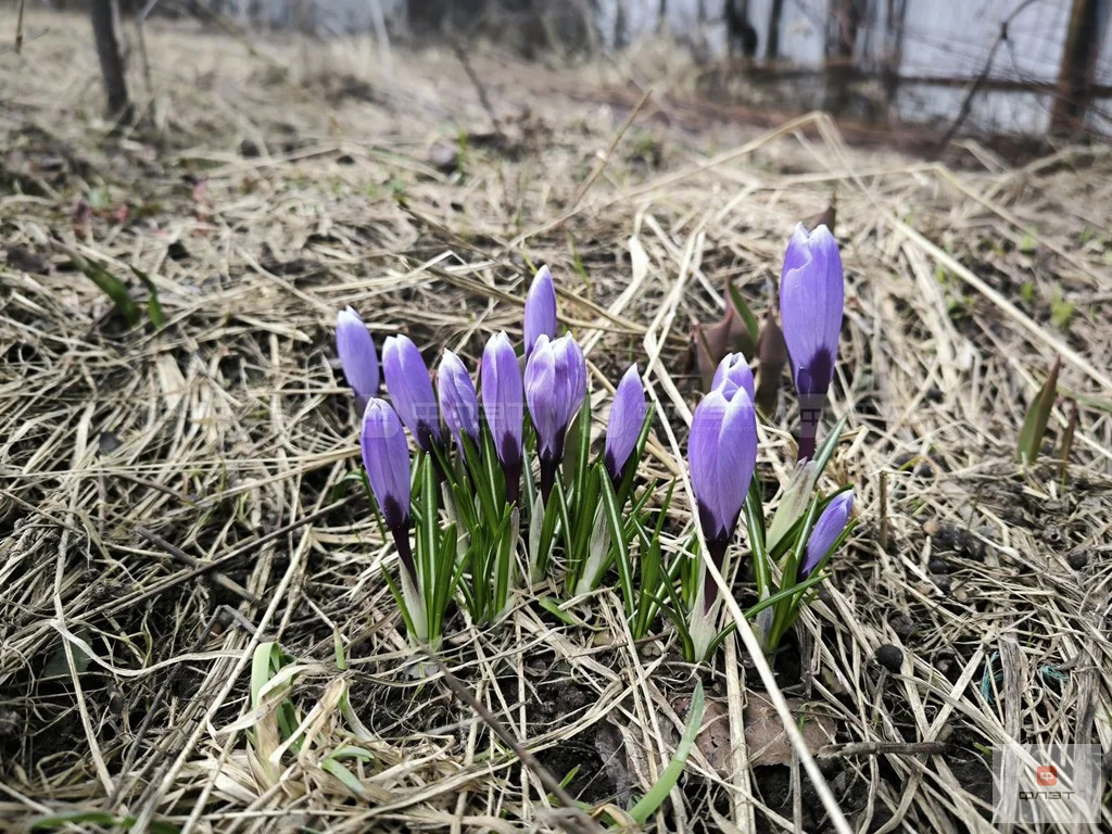 Продажа дома, Лаишевский район, Участок - Фото 15