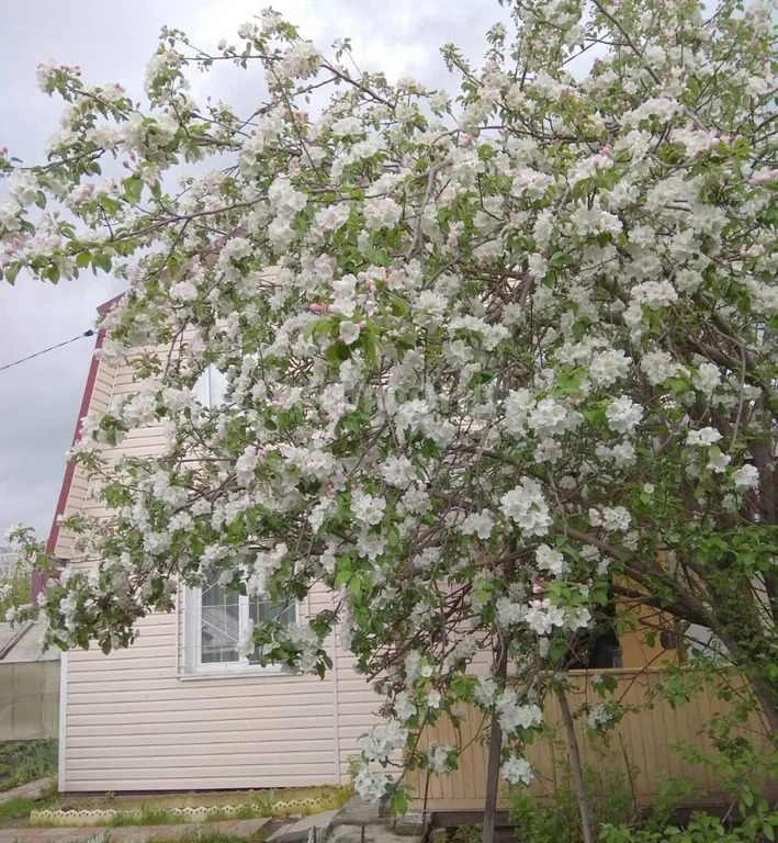 Продажа дома, Новосибирск, садовое товарищество Энергетик-1 - Фото 3