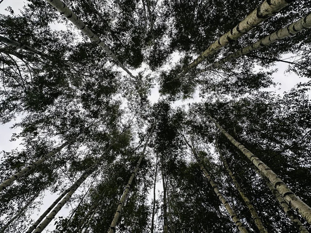 Продажа участка, Внуково, Дмитровский район - Фото 3