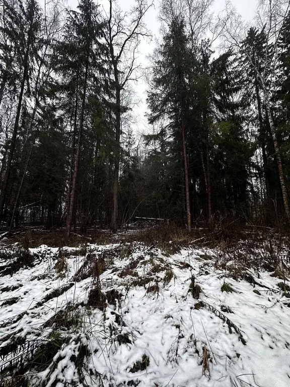 Земельный участок 15 соток в Московская обл., пос. Некрасовский - Фото 7