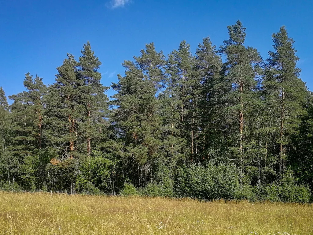 Продажа участка, Солнечное, Приозерский район - Фото 12