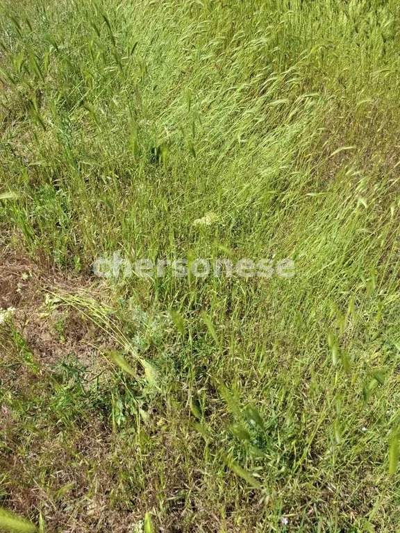 Продажа участка, Равнополье, Симферопольский район, ул. Калинина - Фото 3
