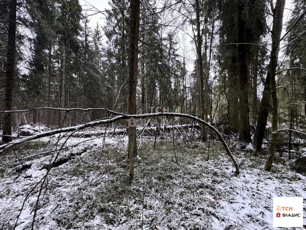 Продажа участка, Могильцы, Лотошинский район - Фото 4