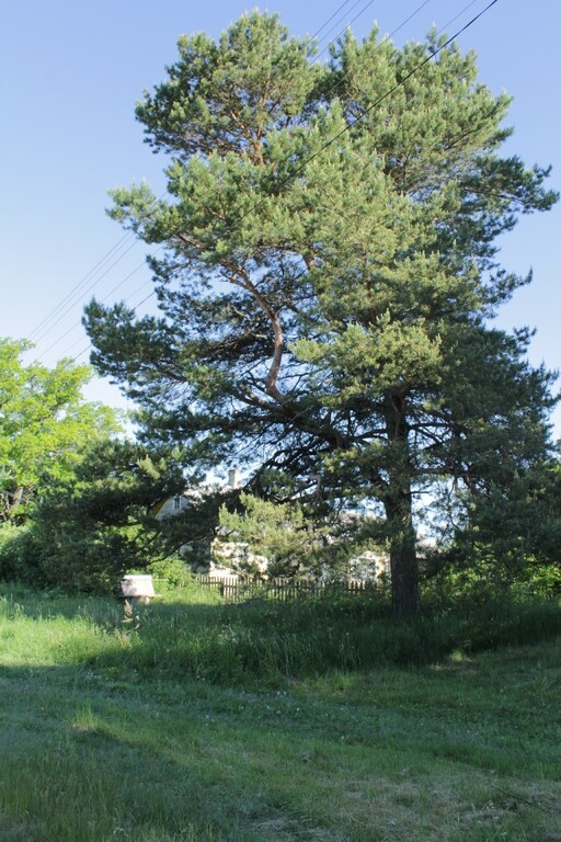 Купить дом в Гдовском районе - Фото 4