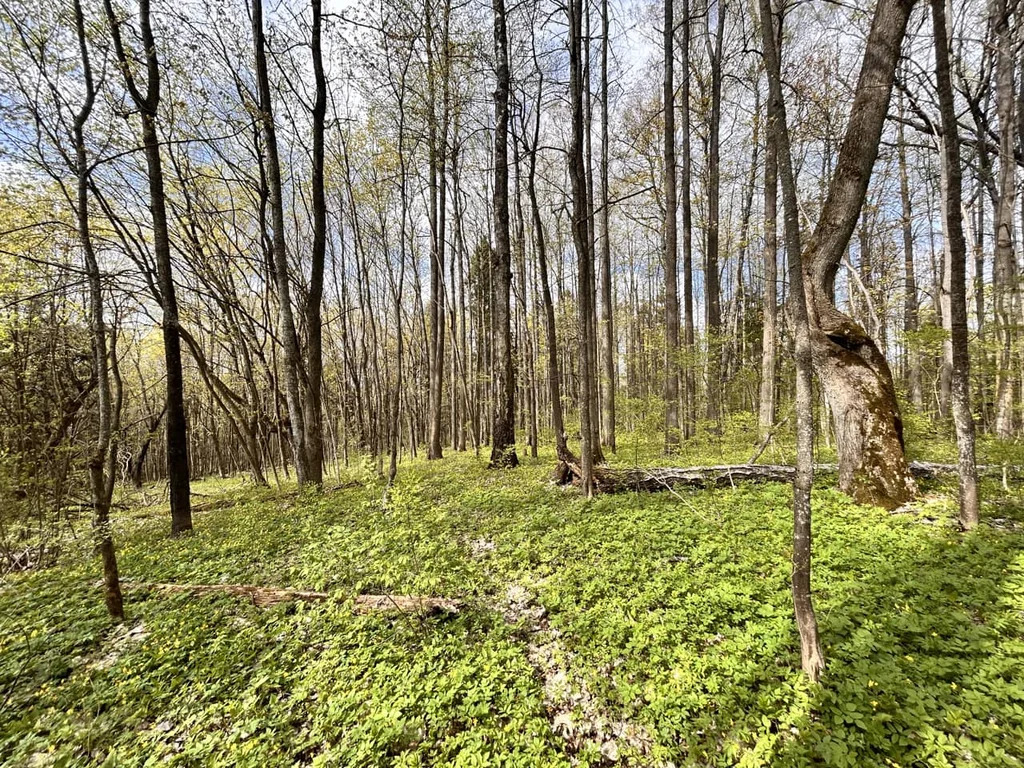 Продажа участка, Сокольники, Дмитровский район - Фото 1