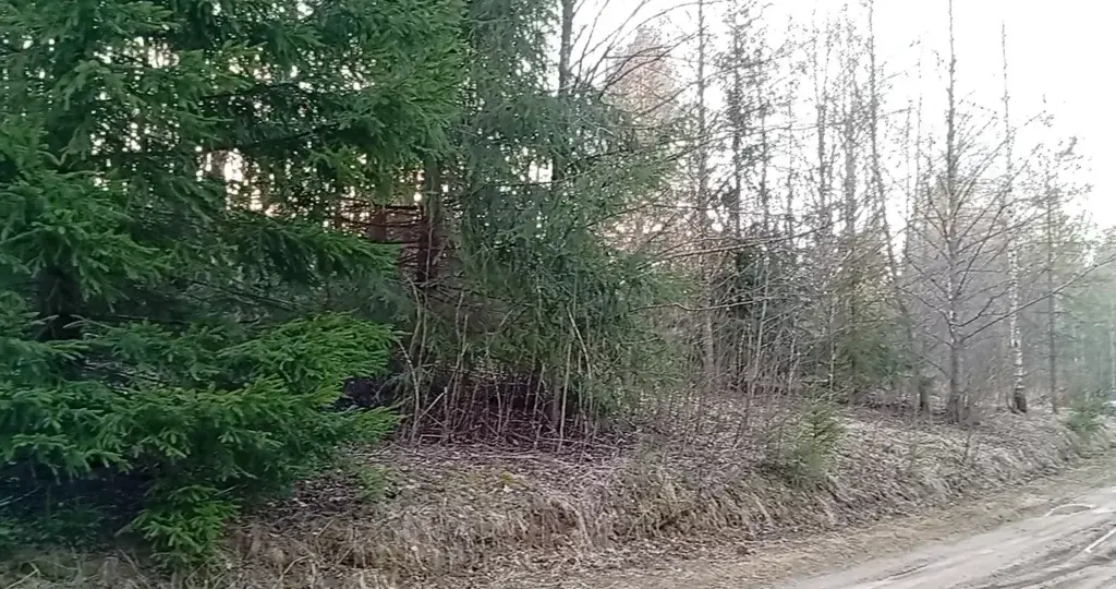 Участок в Осотно 20 соток (Новгородская область) - Фото 7