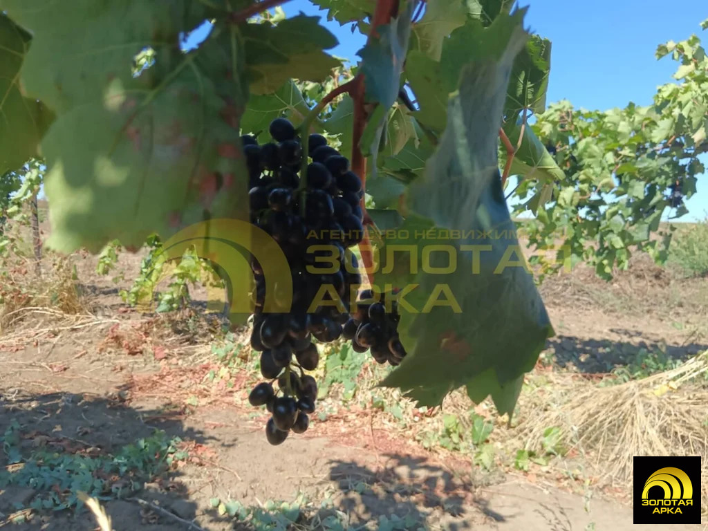 Продажа участка, Старотитаровская, Темрюкский район, Ильича пер. - Фото 6