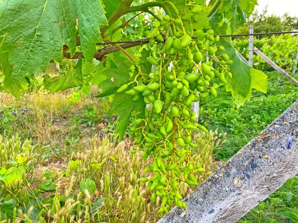 Продажа участка, Прикубанский, Славянский район, Улица Вишнёвая, дом . - Фото 3