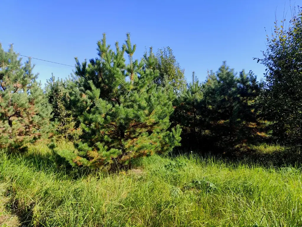 Продаю лесной участок около Храма в п. Горка - Фото 1