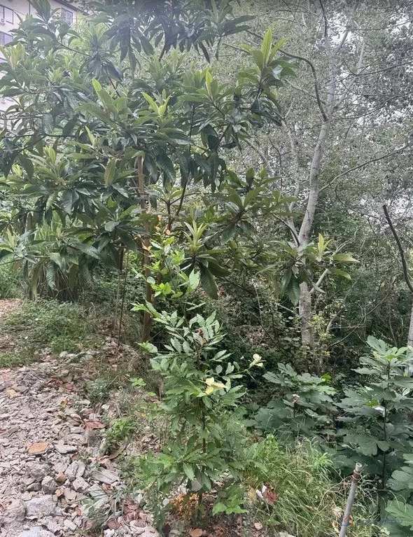 Продажа участка, Сочи, ул. Санаторная - Фото 2