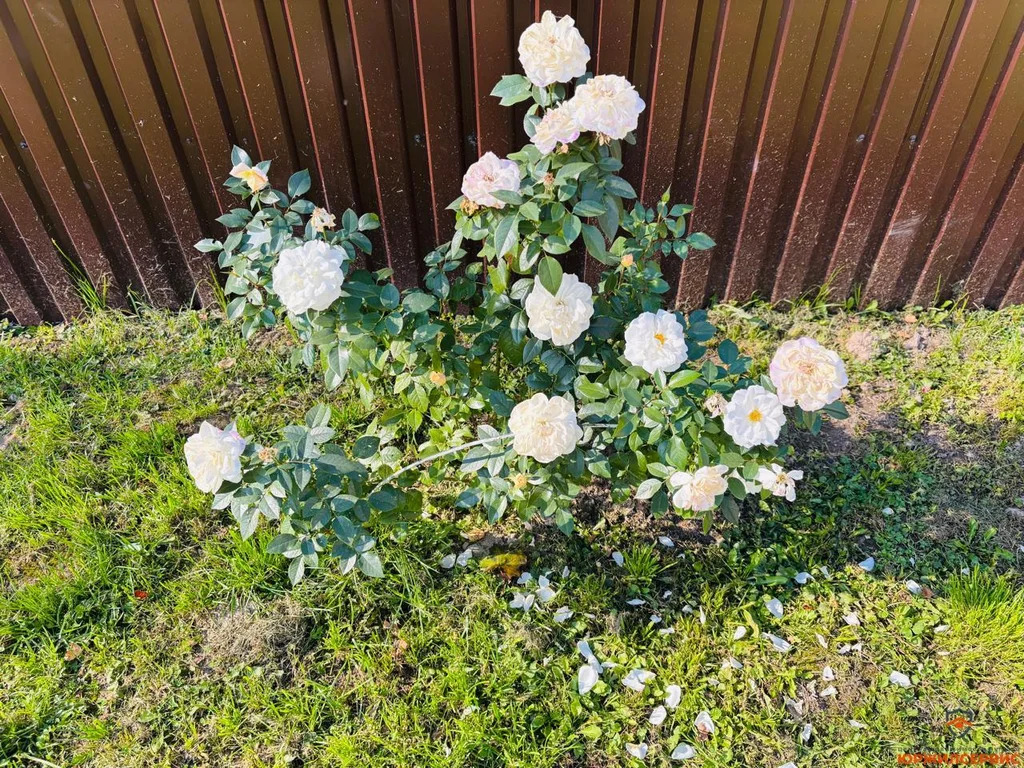 Продажа дома, Домодедово, Домодедово г. о., Московская обл - Фото 14