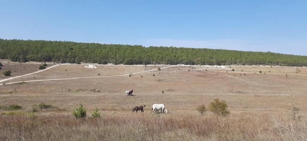 Продажа участка, Севастополь, территория КСП Память Ленина - Фото 7