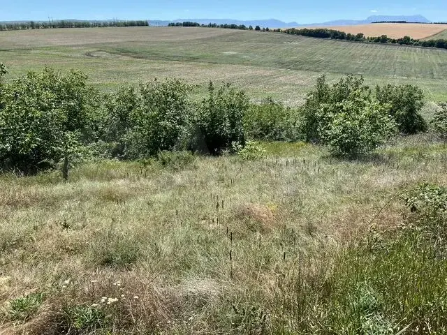 Участок 49 соток в Крыму – идеальное место для личного хозяйства! - Фото 4