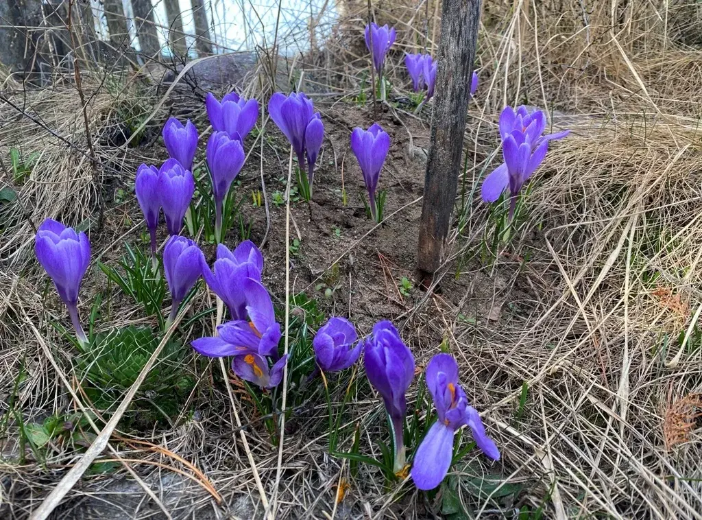 Дом в деревне Цаплино - Фото 33