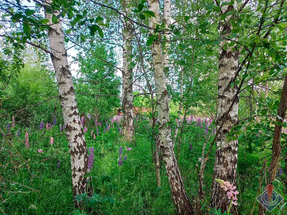 Продажа лесной дачи на 10 сот. в СНТ Порядино, Наро-Фоминский район - Фото 15