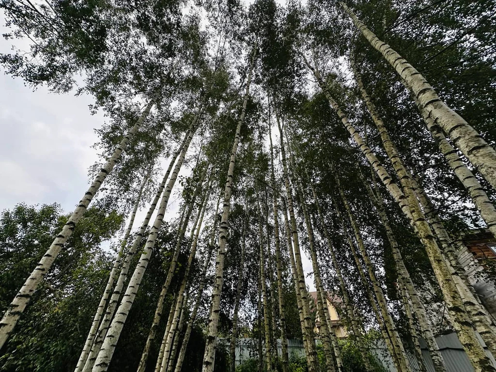 Продажа участка, Внуково, Дмитровский район - Фото 18