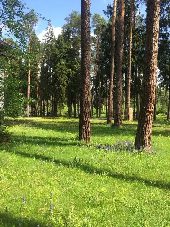 Большой сосновый участок с коробкой на Николиной горе - Фото 2