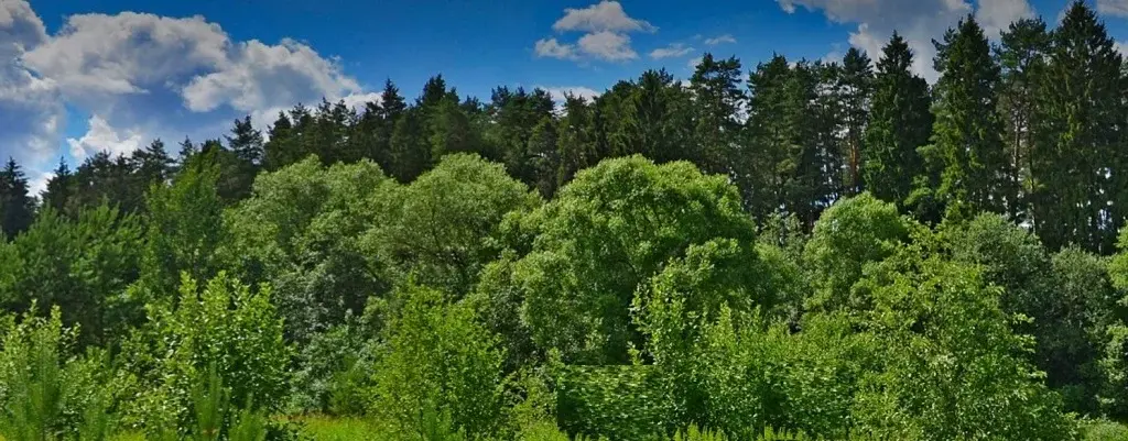 Большой Лесной участок для застройки (сосны, ели) - Фото 1