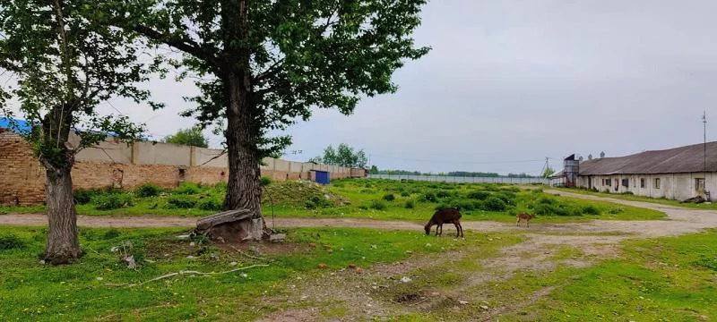 Московская область, Орехово-Зуевский район, д - Фото 4