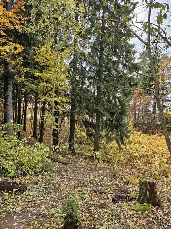 Продается роскошный уч. 32 сот.(ИЖС) на берегу озера в пос.Токсово - Фото 19