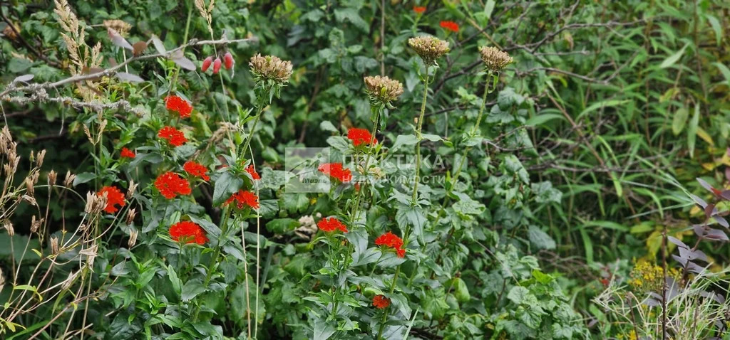 Продажа участка, Рузский район, СНТ Физик - Фото 13