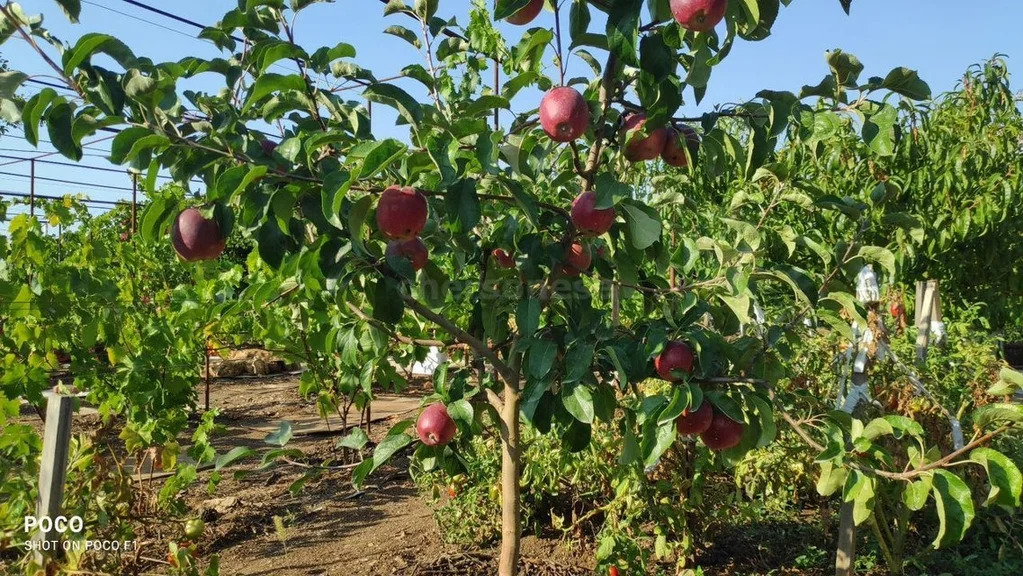 Продажа участка, Севастополь, территория СТ Сапун-гора - Фото 2