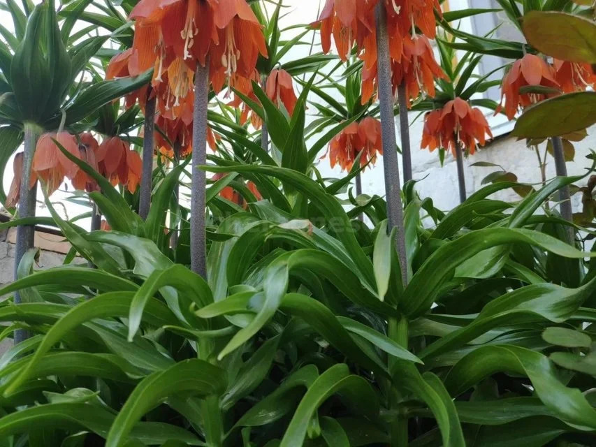 Продажа участка, Севастополь, территория СТ Сапун-гора - Фото 10