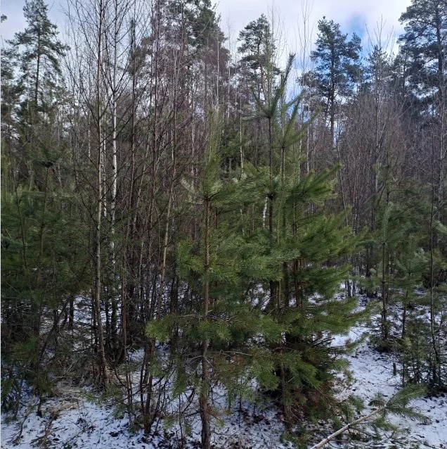 Земельные участки общей площадью 17 546 кв.м. в Ленинградской области - Фото 1