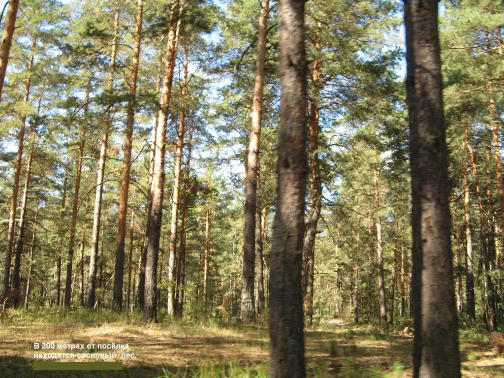 Шатура земельные участки. Лесной участок.