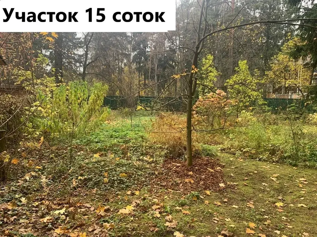 Челюскинский лес фото