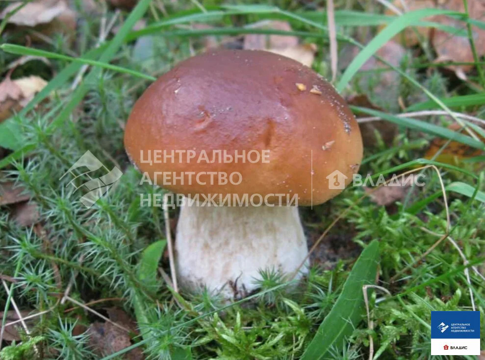 Продажа участка, Федотьево, Спасский район, ул. Центральная - Фото 7