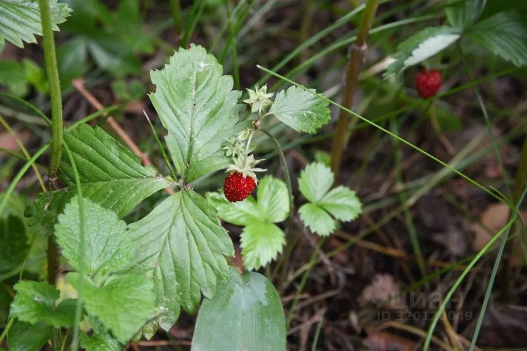 Купить дом 300.0м Московская область, Раменский муниципальный округ, . - Фото 13
