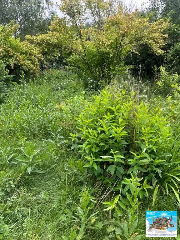 СНТ Надежда, участок 5 соток - Фото 2