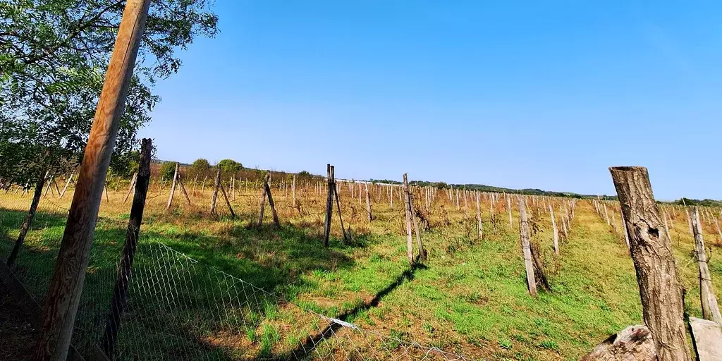 Загородная усадьба с виноградником и прудом в Сербии - Фото 1
