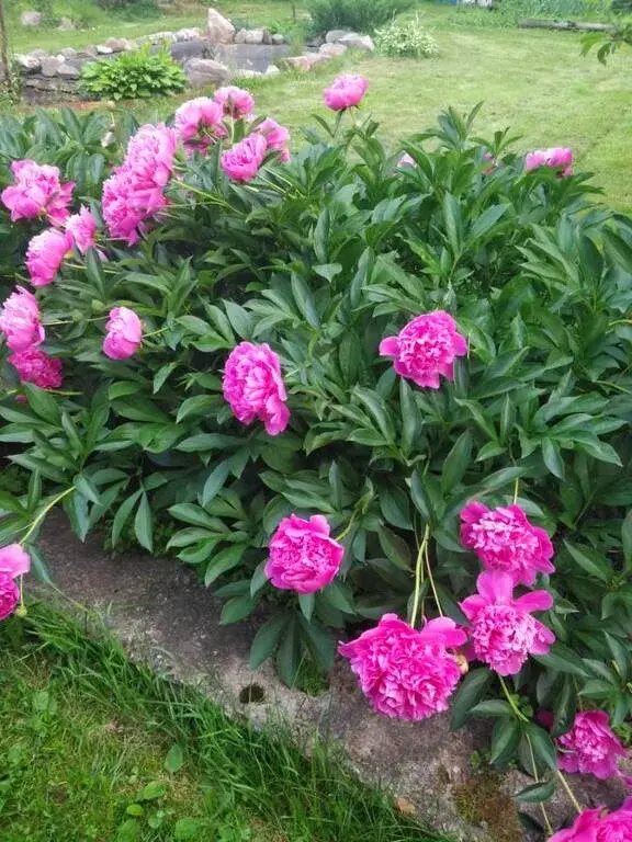 Дом в деревне Цаплино - Фото 29