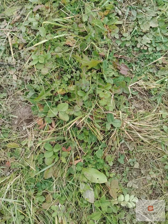 Продажа участка, Казань, ул. Береговая (Отары) - Фото 2