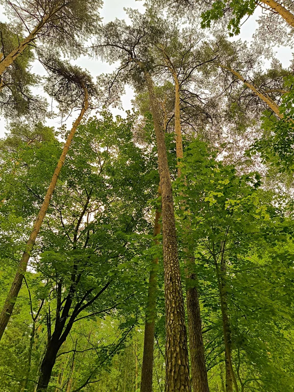 Продажа участка, Загорянский, Щелковский район, ул. Наречная - Фото 7