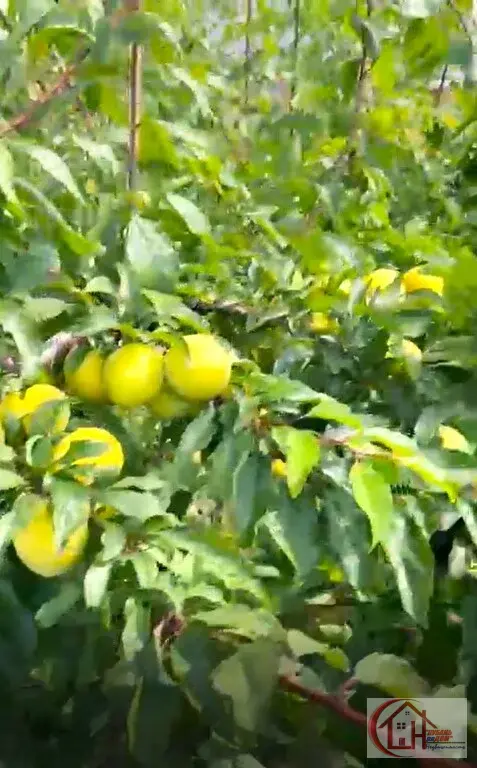 Участок-6 сот. пос. Знаменский, г. Краснодар - Фото 28