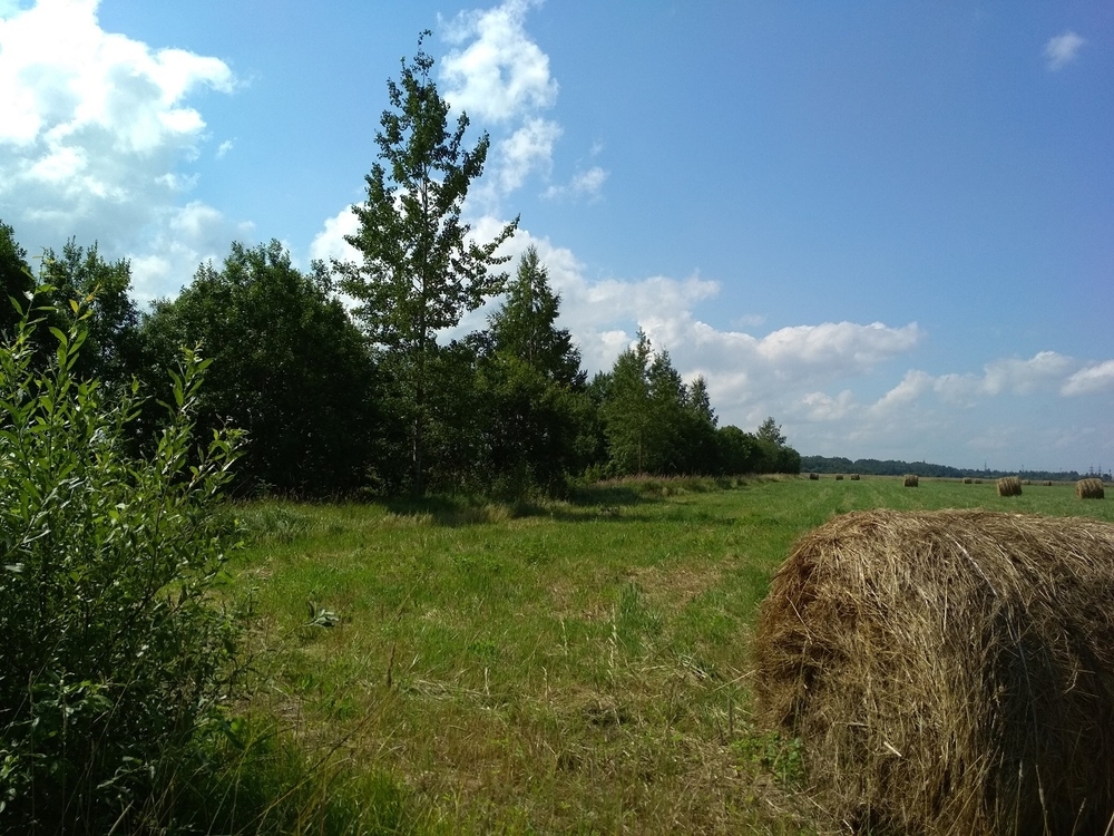 П га. Пилорама в Кобралово Гатчинский район.